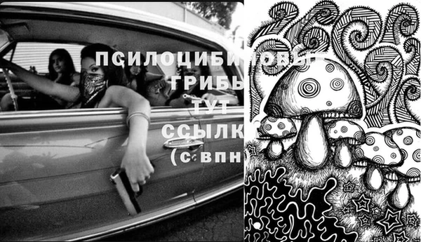 PSILOCYBIN Заводоуковск
